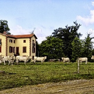 Cow Palace