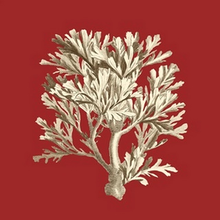 Coral on Red IV