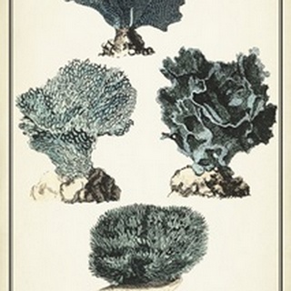 Coral Species I