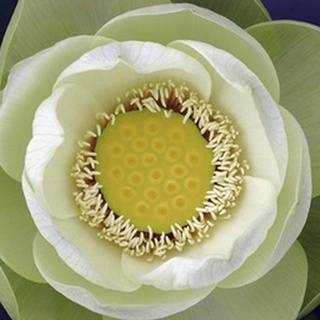 Delicate Lotus II