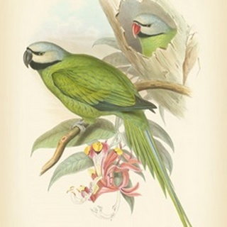 Gould Birds of the Tropics II