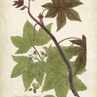 Weinmann Tropical Plants II