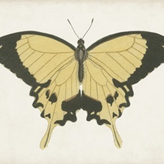 Beautiful Butterfly I