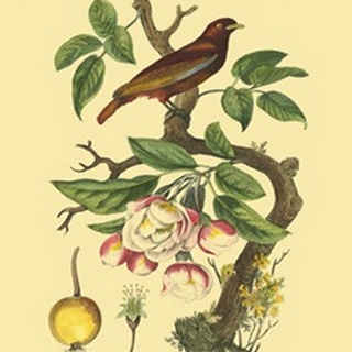 Bird in Nature IV