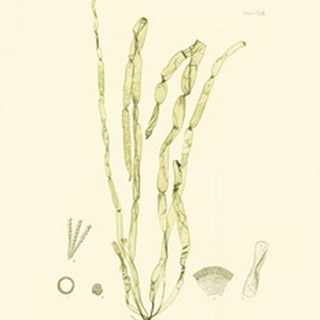 Bradbury Seaweed III