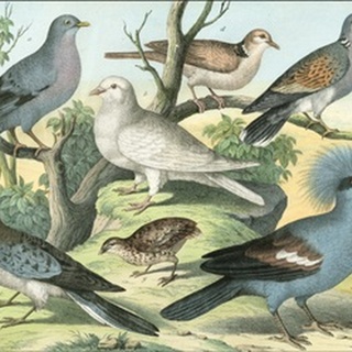Avian Collection III