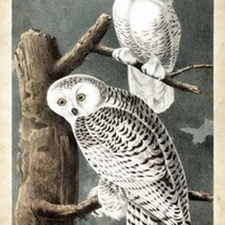 Audubons Snowy Owl