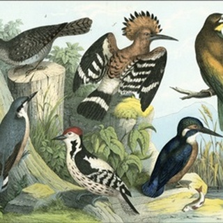 Avian Collection II