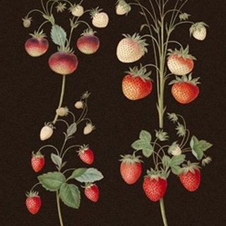 Brookshaw Strawberries