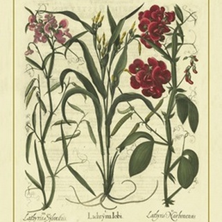 Besler Florals III