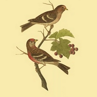 Antique Bird Pair II