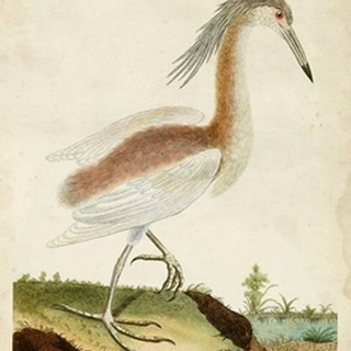 Heron Portrait III