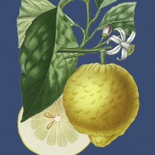 French Lemon on Navy I