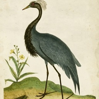 Heron Portrait II