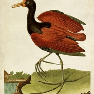 Heron Portrait IV