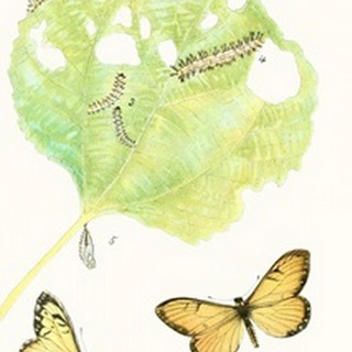 Antique Butterflies and Leaves II