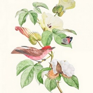 Cuvier Bird & Habitat III