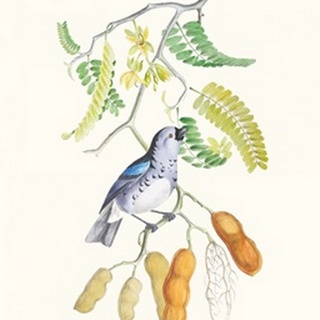 Cuvier Bird & Habitat II