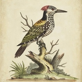 Edwards Woodpecker