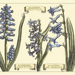 Hyacinth in Bloom