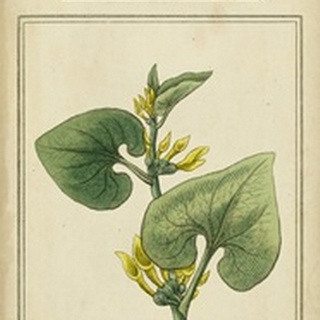 Linnaean Botany V