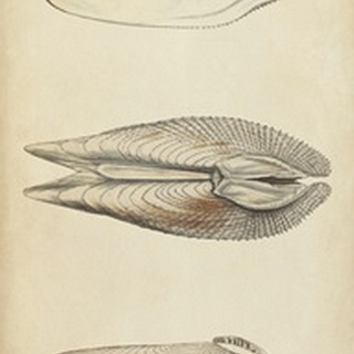 Marine Mollusk I