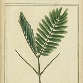 Linnaean Botany IV