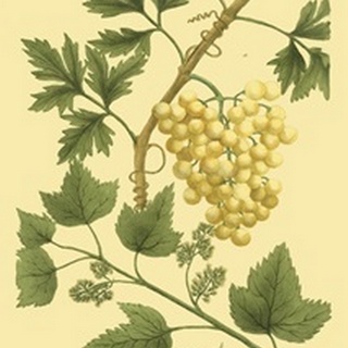 Weinmann Grapes II