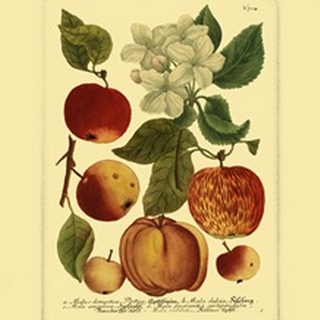 Weinmann Fruits I