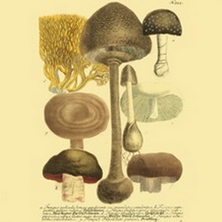 Weinmann Mushrooms II