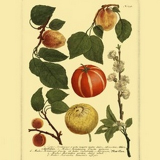 Weinmann Fruits IV