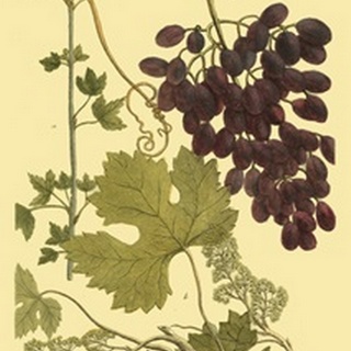 Weinmann Grapes I