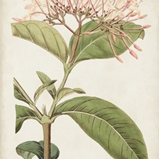 Antique Botanical Collection VI