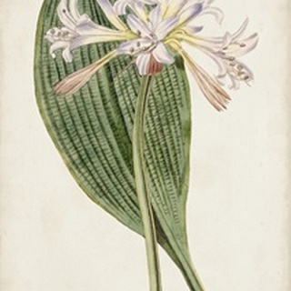 Antique Botanical Collection IV