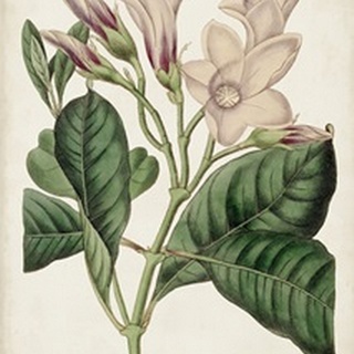 Antique Botanical Collection IX