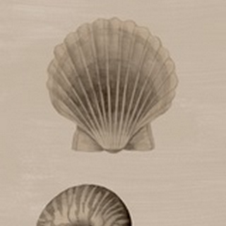 Shells on Sepia I