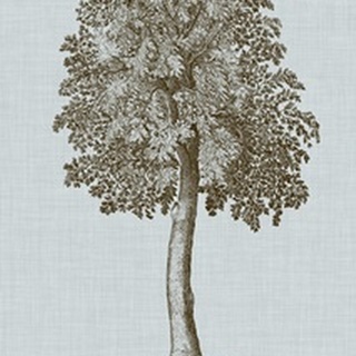 Antique Tree in Sepia II
