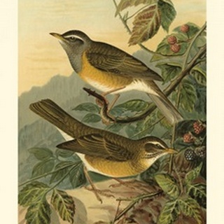 Small Woodland Birds III