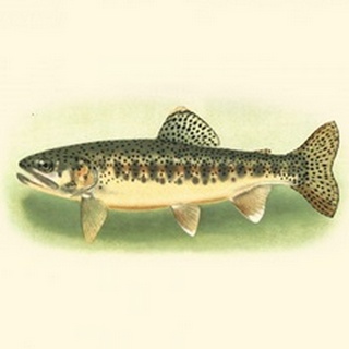 River Trout III