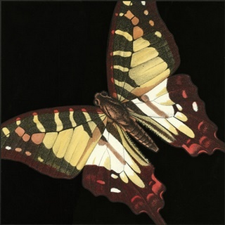 Small Dramatic Butterflies III