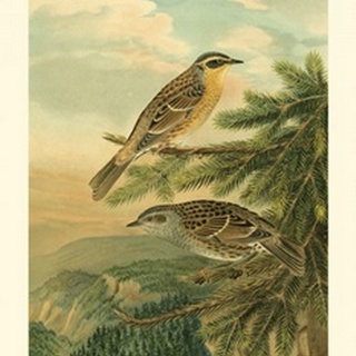 Small Woodland Birds I