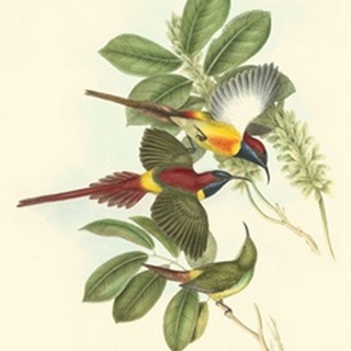 Small Birds of Tropics III