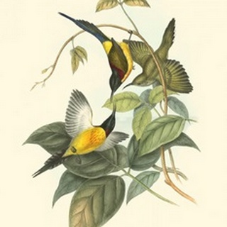 Small Birds of Tropics IV