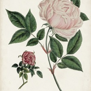 Vintage Rose Clippings I