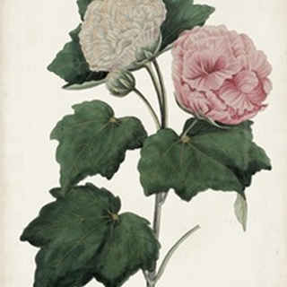 Vintage Rose Clippings II