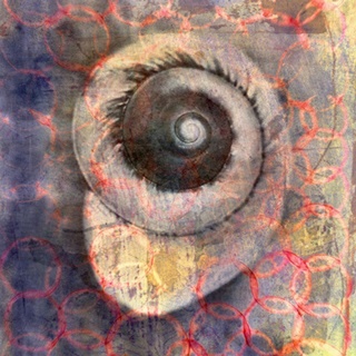 Seashell-Snail