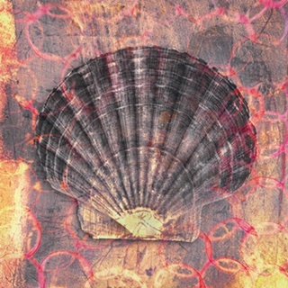 Seashell-Scallop