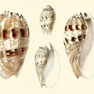 Splendid Shells VIII