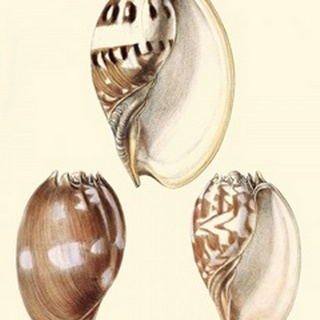 Splendid Shells VI