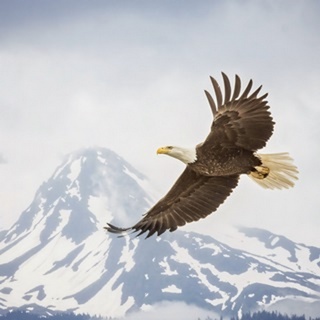 Majestic Eagle II